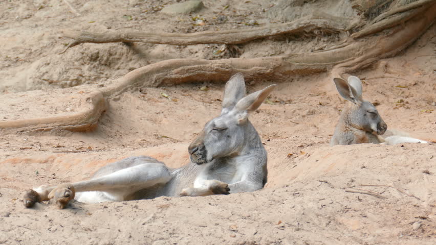 The red kangaroos are resting in shadow on the desert. Macropus rufus