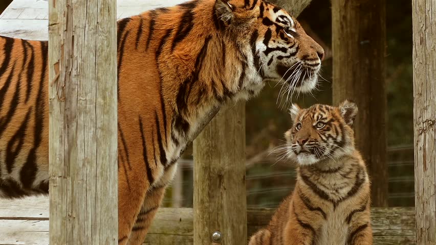 A happy family of Sumatran tigers in a Welsh wildlife park.A cute little tiger cub plays with his father, tapping him on his face. The male tiger walks away to have some time out and sit on his own. 