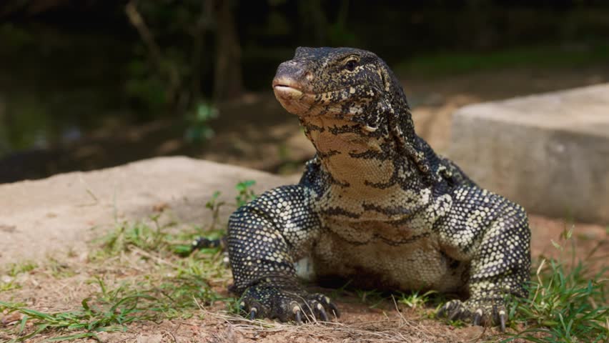 Portrait of a beautiful giant Asian water monitor lizard, Striped monitor lizard, local name kabaragoya, Latin. Varanus salvator. Varan he sniffs the air with its long forked tongue. Slow motion video