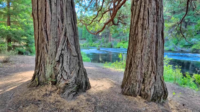 Majestic Redwood Trees Framing Serene Pond Landscape