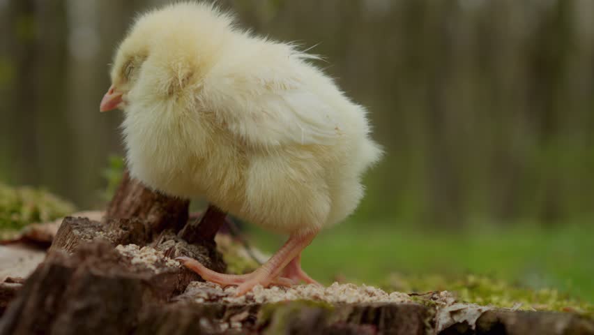 An Adorable Young Chick is Happily Exploring Its Natural Habitat in the Backyard Environment