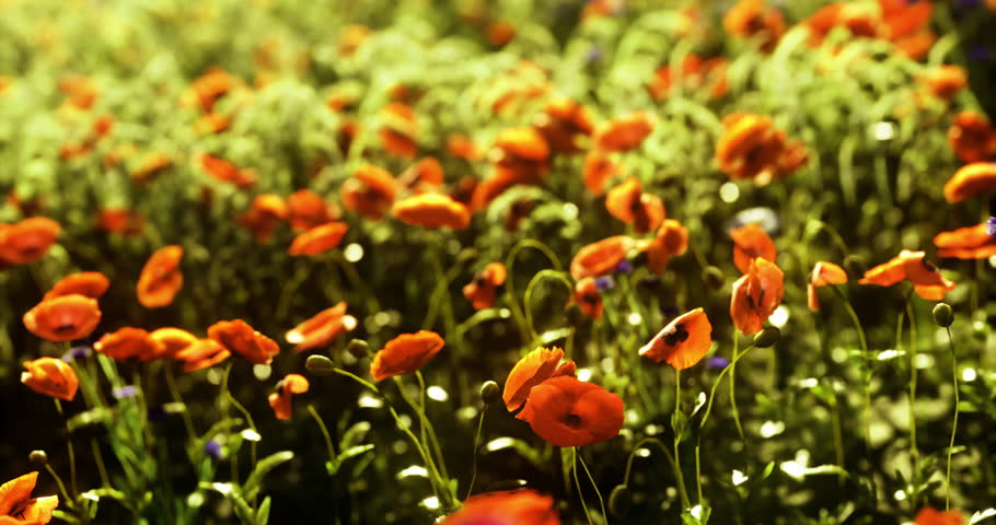 Bright orange poppy flowers fill a lush meadow under the warm sun. The vibrant blooms sway gently in the breeze, creating a picturesque spring landscape.
