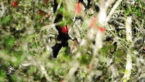 Witness four elegant Cedar Waxwings as they playfully frolic and chase each other within the dense cover of Yaupon Holly bushes adorned with bright red berries. - Powered by Shutterstock - Get 15% off with code: PIKWIZARD15