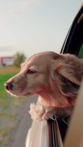 Dog in car. Dog look out car window. Shaggy dog blows by wind from open car window during trip. Puppy spaniel breed watching happening outside car while driving on road. Concept traveling with animals
