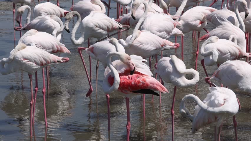 Colony of greater flamingos at Ras Al Khor Wetland Reserve in Dubai, UAE. High quality 4k footage.