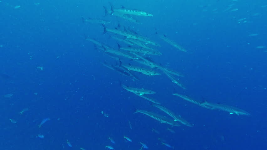 School, fish and swimming in ocean underwater in environment, ecology and natural habitat or nature. Ecosystem, deep sea or aquarium for reproduction and adventure, freedom or biology for marine life