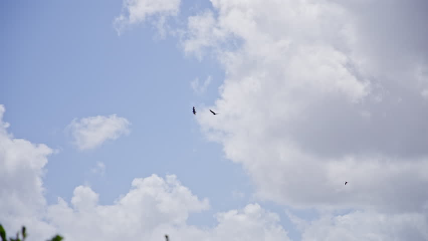 Vultures Soaring in the Cloudy Sky