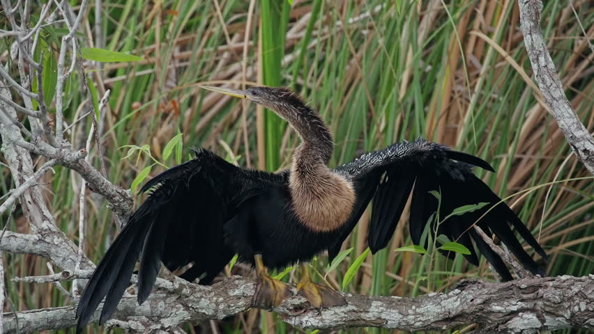 Anhinga Drying Wings in Florida Wetlands