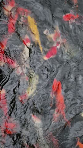 Koi fish are beautiful and full of color