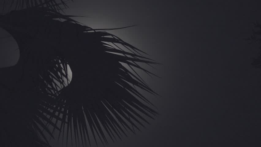 The full moon beyone a palm tree in Viotoria Falls, Zimbabwe
