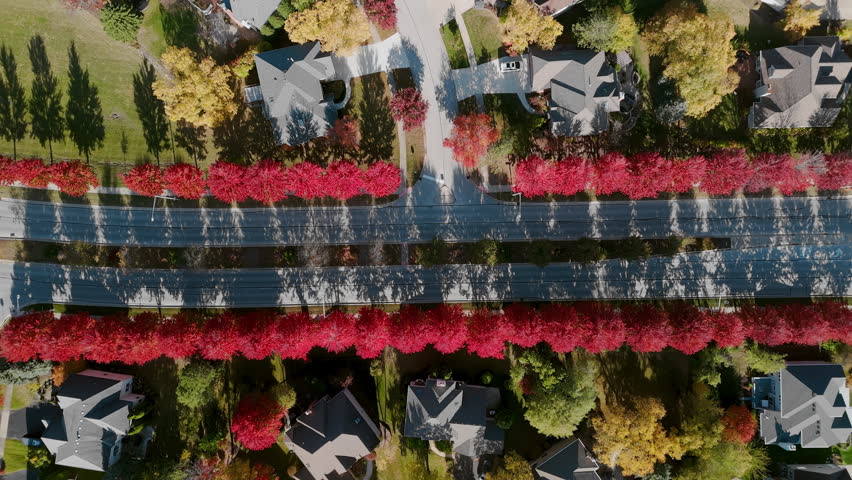Top down shot of Beaut Scenic suburban street surrounded by vibrant red and yellow autumn trees. Warm fall colors create a picturesque seasonal neighborhoods, homes, aerial view.