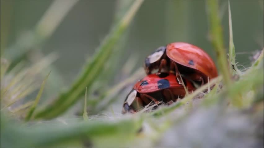 A close-up view of a seven-spotted ladybug, showcasing its intricate patterns and vivid colors, offering a glimpse into the fascinating microcosm of insects.