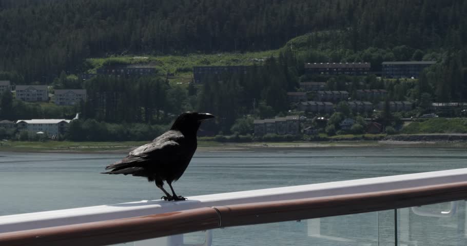 Common raven on the railings of a cruise ship in Juneau, Alaska.