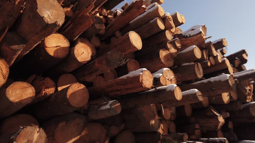 Deforestation industry. Tree log piles stacked