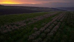 Aerial pullback shot from a field with rows of almond trees at dawn, featuring wide rows of green trees and blooming white and pink ones - Powered by Shutterstock - Get 15% off with code: PIKWIZARD15