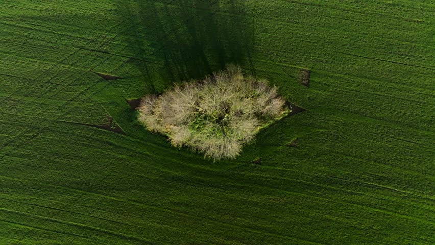 Drone view of an island with a solitary tree in the middle of a green field, casting a long shadow