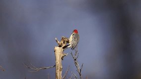 Witness a lone Red-bellied Woodpecker clinging to the top of a single, stark dead vertical branch. The bird is bathed in the golden light of the setting sun, beautifully contrasted. - Powered by Shutterstock - Get 15% off with code: PIKWIZARD15