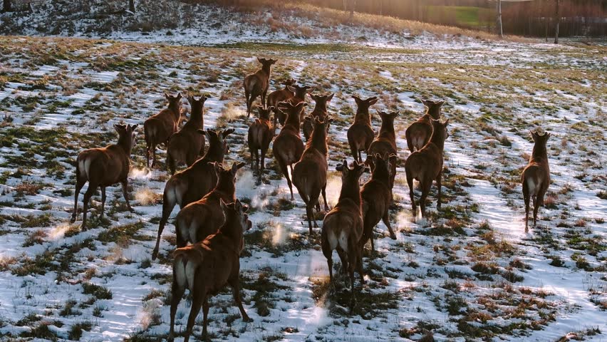 Slow-motion deer stampede kicks frosty dust, golden light in epic winter chase