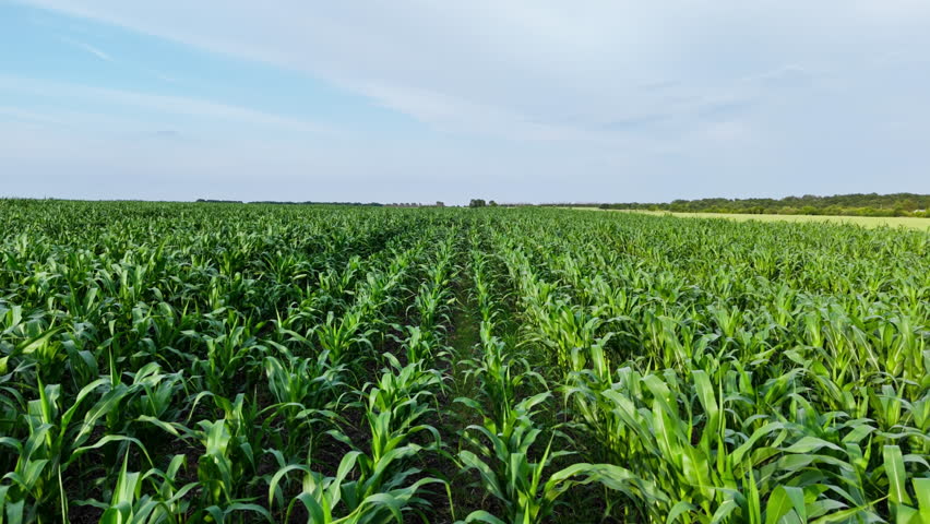 Aerial view of countryside landscape with growing Corn Field on sunny day. Drone shot