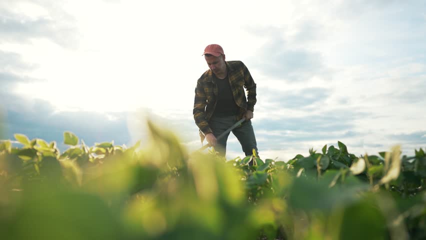 Farmer walk through soybean field with hoe. work with hoe at sunset. Agribusiness farmer tending soybean crops. Rural farmer using hoe in soybean field. Agricultural work in soybean agribusiness.