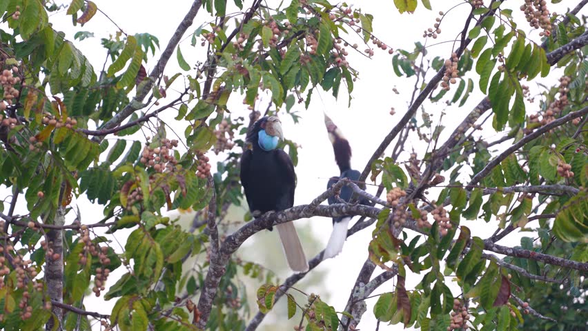 Wreathed hornbill, Bar-pouched wreathed hornbill(Rhyticeros undulatus) on branch bird watching in the forest. 