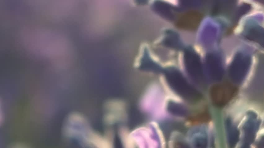 Lavender Blooms in Close Up