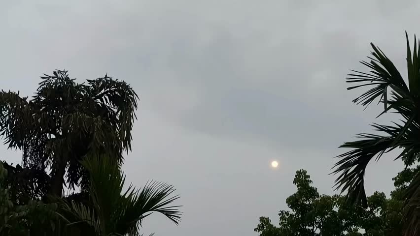 Blue night sky with stars moving fast over spruce branches silhouette in dark evening forest time lapse