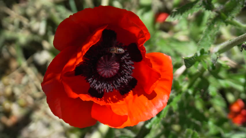Poppy Flower with a Bee