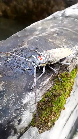 Batocera rufomaculata Insect Short videos clips.