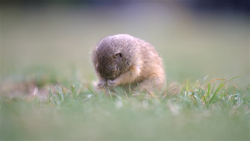 The European ground squirrel (Spermophilus citellus) explores a sunny meadow on a summer day. The cute animal searches for food while remaining alert to potential dangers.