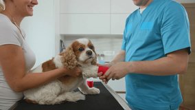 Мale veterinarian wrapping a bandage around an injured dog's leg with the assistance help of a veterinary technician, medium close up shot. - Powered by Shutterstock - Get 15% off with code: PIKWIZARD15