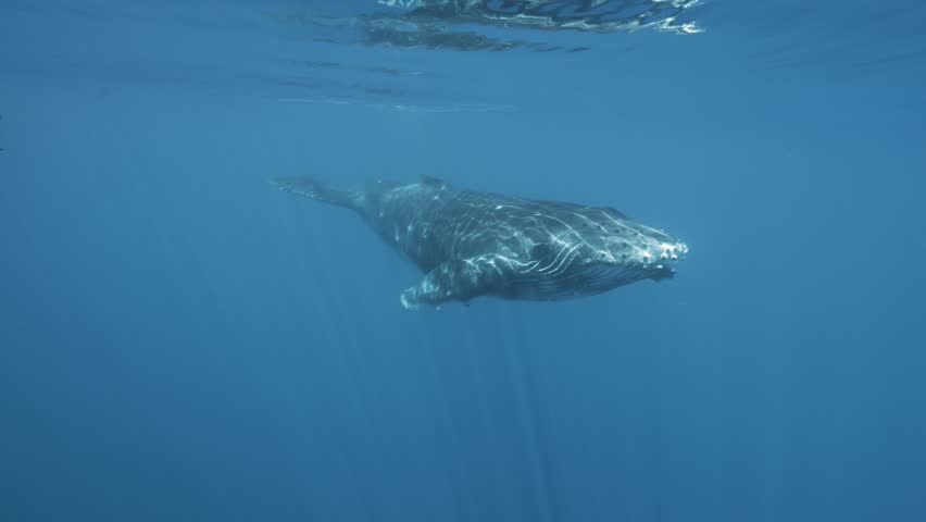 Young Humpback whale approaches in clear blue water of the south Pacific Ocean and swims by