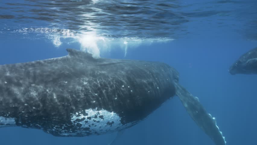 Young Humpback whales swimming slow in clear blue water of the south Pacific Ocean
