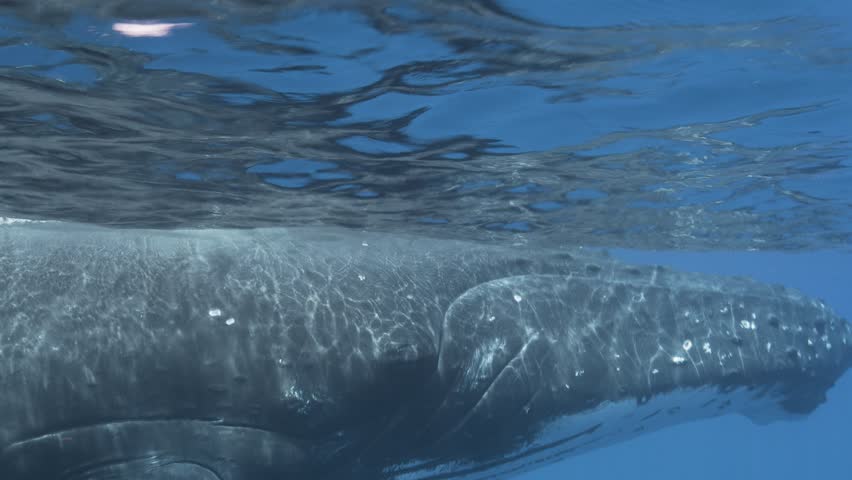 Extreme close shot of a Humpback whale in clear blue water of the south Pacific Ocean