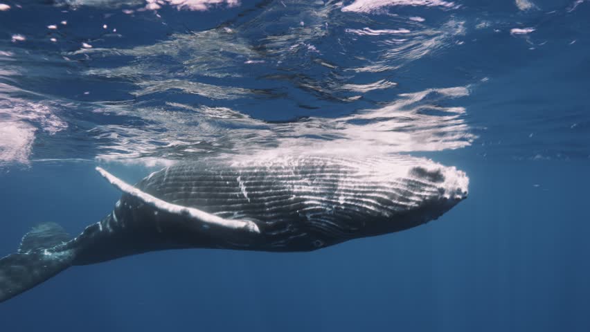 Young Humpback whale plays very close to the camera, showing its belly in clear blue water of the south Pacific Ocean