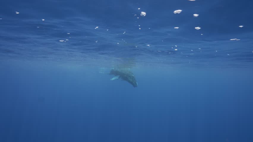 Young Humpback whale calf playing in clear blue water of the south Pacific Ocean