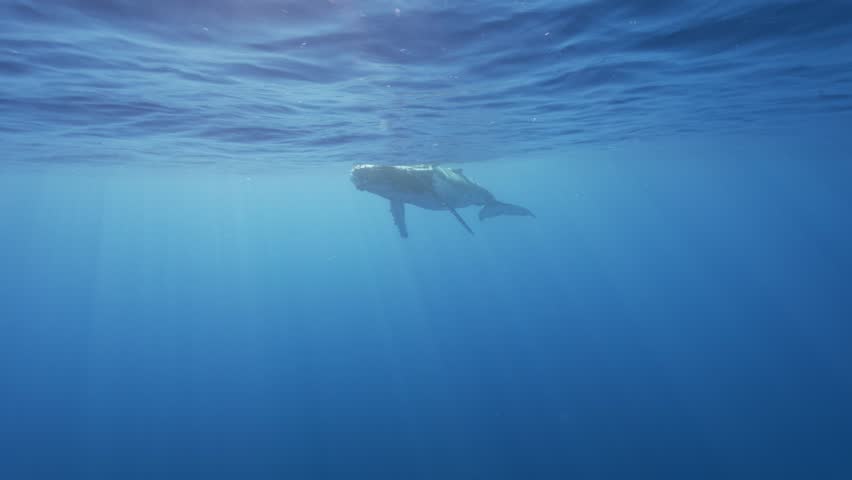 Humpback whale calf approaches at the surface and dives down into the deep blue in clear blue water of the south Pacific Ocean. Wahle has a injured mouth.
