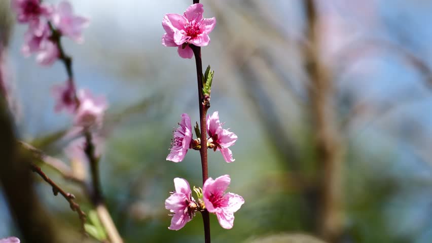 Beautifual Pink Peach Blossoms in a Gerden