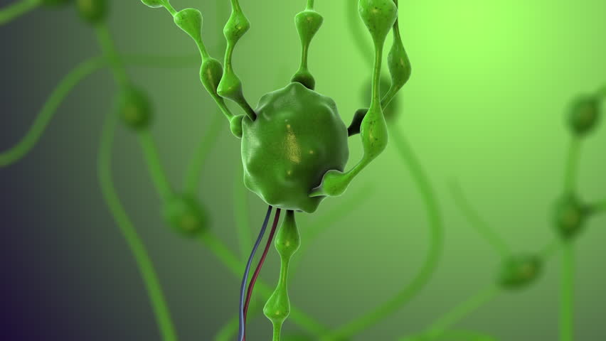 Lymph Vessels Transporting Immune Defense Cells