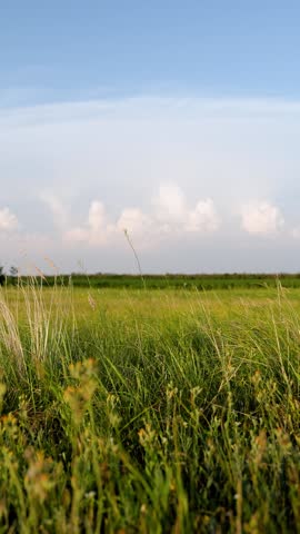 Green grass blowing in wind. Swaying grass in nature park in summer. Beautiful green background of grass blowing in wind. Summer landscape. Green sprouts on field against sky and clouds. Wild flowers