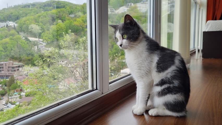 Black and white cat sitting by window, gazing thoughtfully across cityscape with verdant hills, embodying peaceful urban-nature contemplation