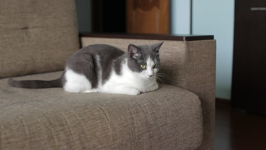 Grey-white tabby cat lying on sofa, representing serene domestic pet comfort