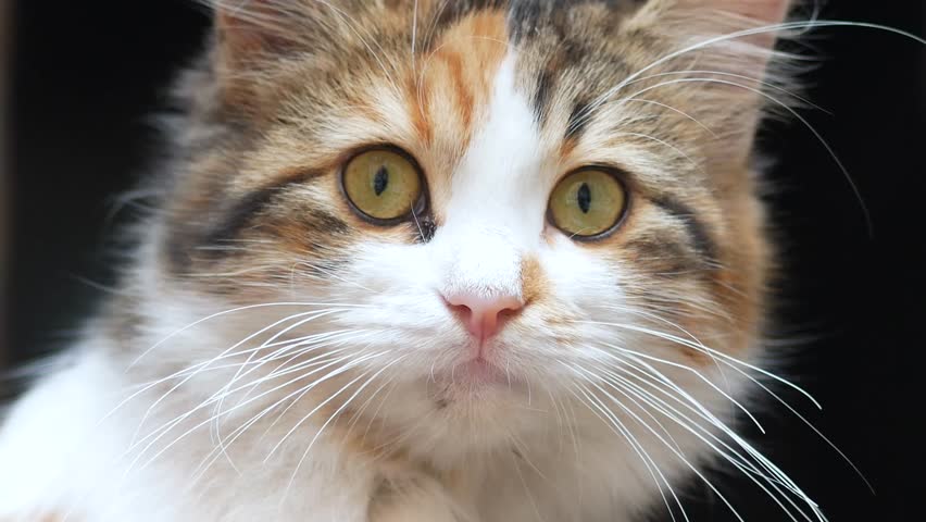 Cute cat with striking eyes relaxing indoors