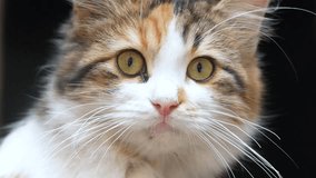 Cute cat with striking eyes relaxing indoors - Powered by Shutterstock - Get 15% off with code: PIKWIZARD15