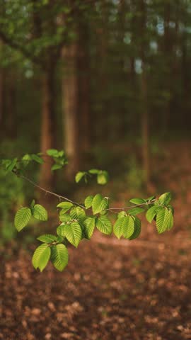 Green spring leaves, a video that captures the atmosphere of spring.