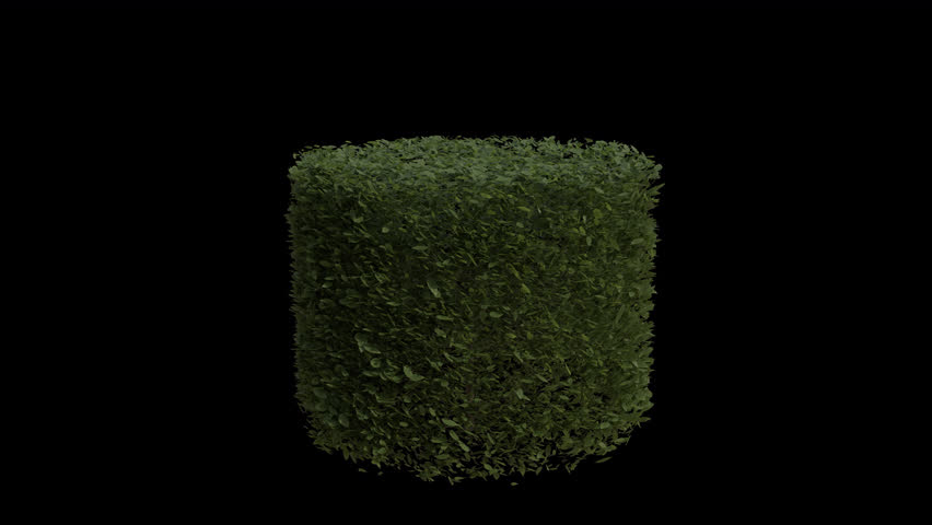 Hornbeam blowing in the wind Loop Animation. Wind blows the Hedge Plant Carpinus Betulus. Animated European Hornbeam swaying in the wind with Transparent Background. Alpha Channel. Loop Animation