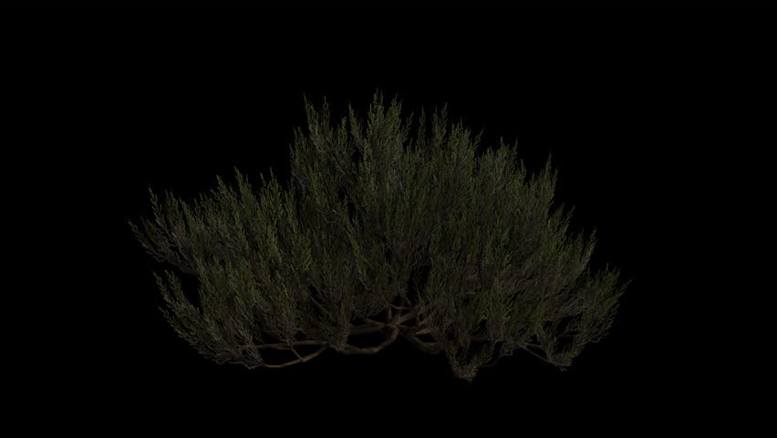 Great Basin Sagebrush blowing in the wind Loop Animation. Wind blows the Shrub Plant Artemisia Tridentata. Animated Shrub swaying in the wind with Transparent Background. Alpha Channel. Loop Animation