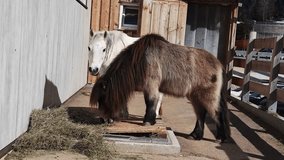 A white horse stands still while a brown horse walks toward the camera near a wooden stable. A wooden fence and parked cars are visible in daylight. - Powered by Shutterstock - Get 15% off with code: PIKWIZARD15