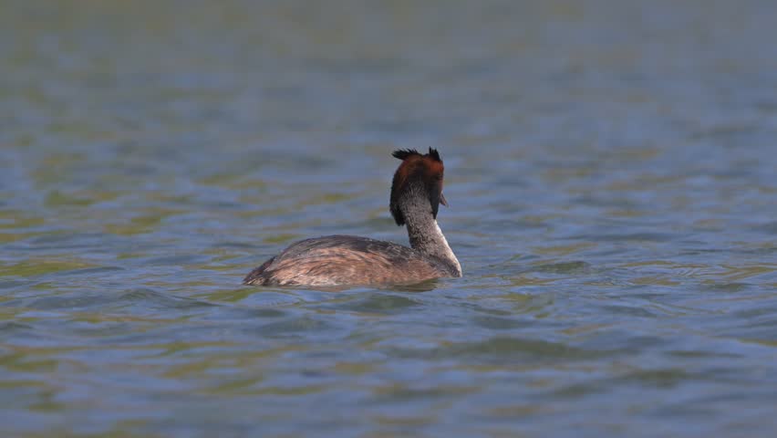Great Crested Grebe (Podiceps cristatus) diving on a lake. April, Kent, UK [Slow motion x5]