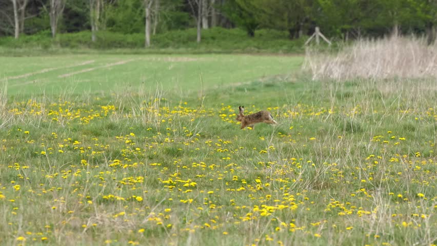 Brown Hare (Lepus europaeus) crossing a grass meadow
